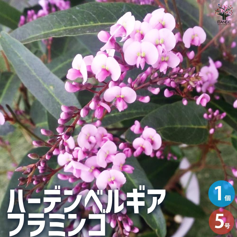 Amazon.co.jp: ITANSE ハーデンベルギア フラミンゴ 5号 1個売り
