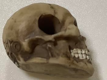 Amazon.co.jp: ANARCHY 骸骨立体ガイコツ スカル 3 Dヘッド