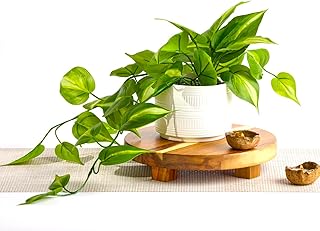 Kurrajong Farmhouse Dark Green Fake pothos | Fake Plant for Shelf Decor ...