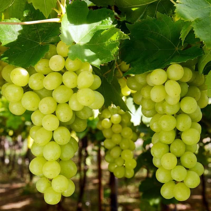 Green Grape Vine Plant1-2 Years Olds, Grape Plant Live for Planting, Sweet Grape Fruits Tree Live Plant, Large Bareroot