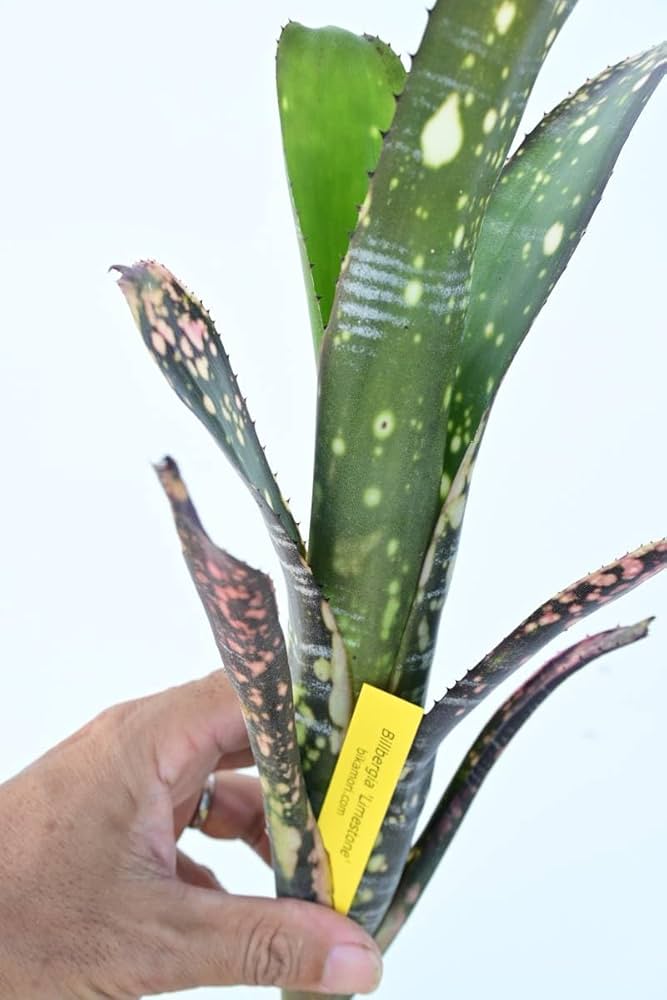 Amazon.co.jp: Billbergia 'Limestone' @bikamori.com