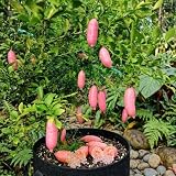 Pink Finger Lime Tree Live Plant, Citrus Plant, 1-2 Ft Tall, 3 Gallon Pot