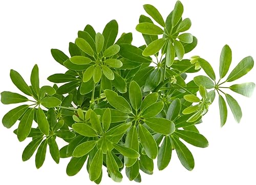 Miniatura 3 de Shop Succulents Heptapleurum Arboricola, planta de interior viva, árbol paraguas enano de bajo mantenimiento, ideal para decoración del hogar,