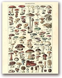 Amazon Es Cuadros Botanica