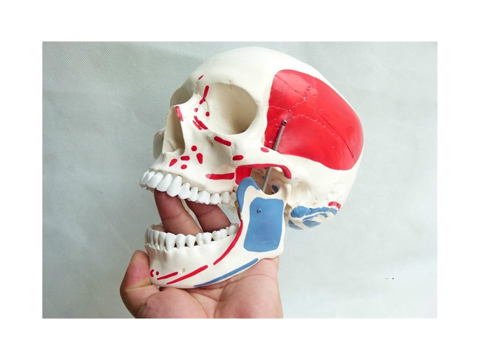 Anatomía de tamaño real, cráneo médico, hueso, Natural 1:1, coloración muscular, modelo anatómico humano