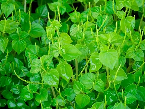 Más de 2000 semillas semillas de hierba de garra de cangrejo rau cang cua pimienta anciano brillante arbusto planta peperomia pellucida semillas