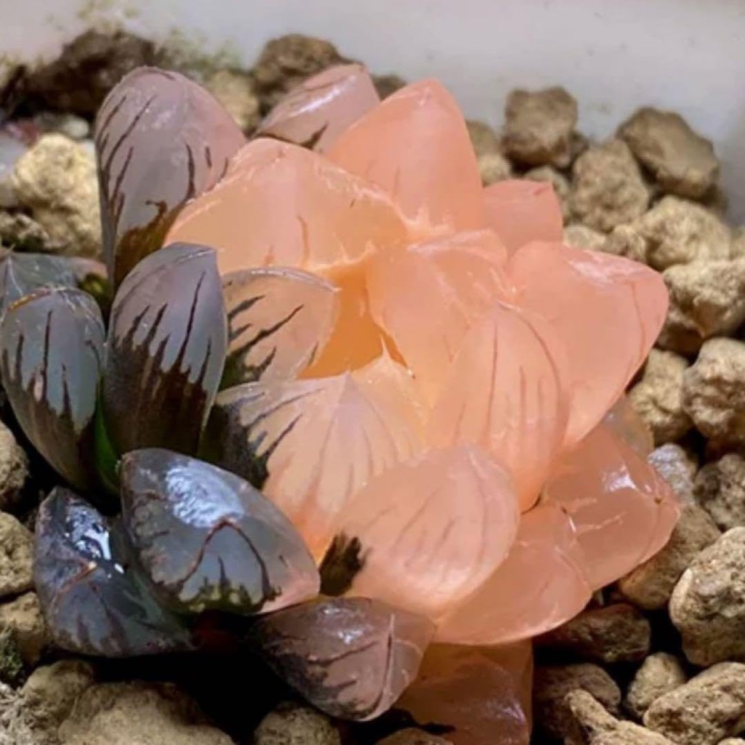 51d ハオルチア　多肉植物　実生水晶燈錦糊斑親木　自家繁殖 51d ハオルチア 多肉植物 実生水晶燈錦糊斑親木 自家繁殖