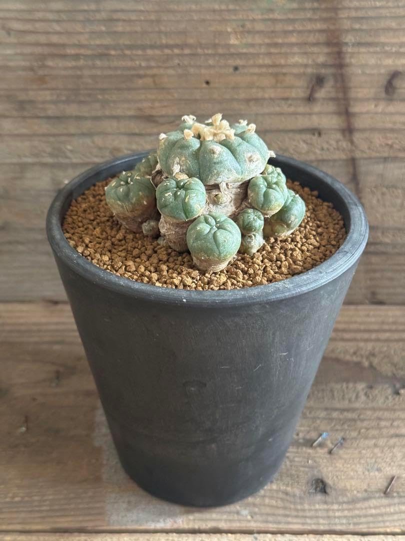 ツルネ スペシャルイベント 納射の儀 竹早静弥 ラメカードキーホルダー ツルネ スペシャルイベント 納射の儀 竹早静弥 ラメカードキーホルダー