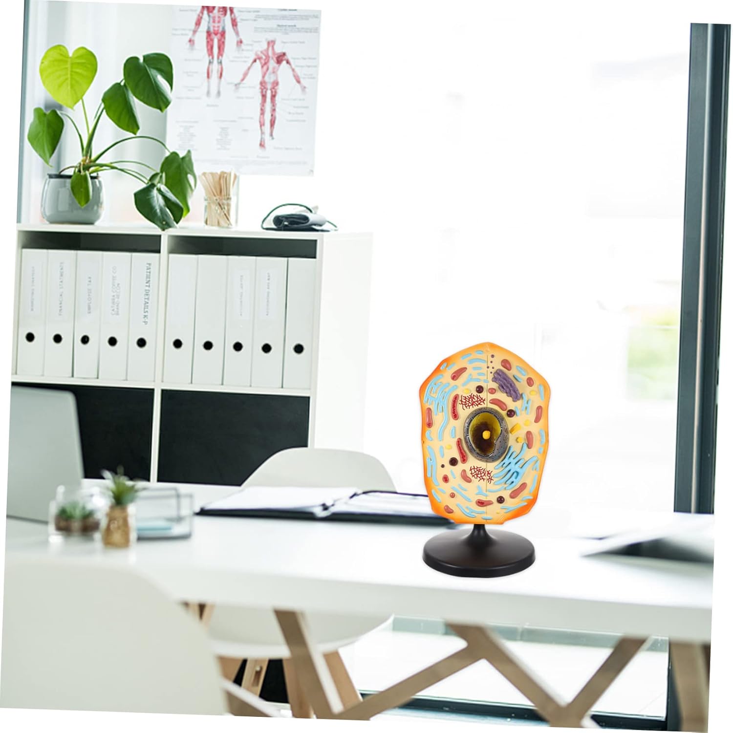 UPKOCH Animal Cell Anatomical Model for Biology Teaching Realistic Display Model with Detailed Features for Classroom Learning Educational Tool for Middle School and College