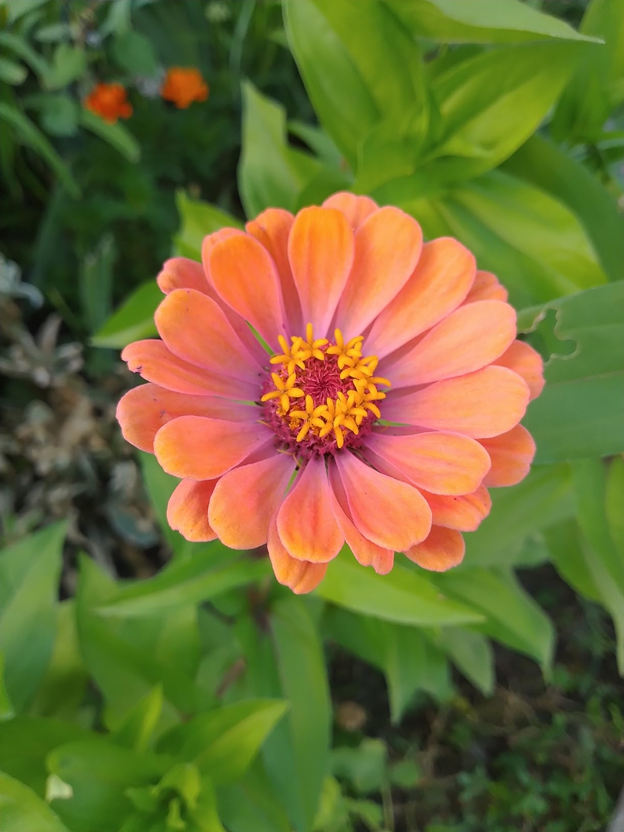 Cut and Come Again Zinnia Seeds