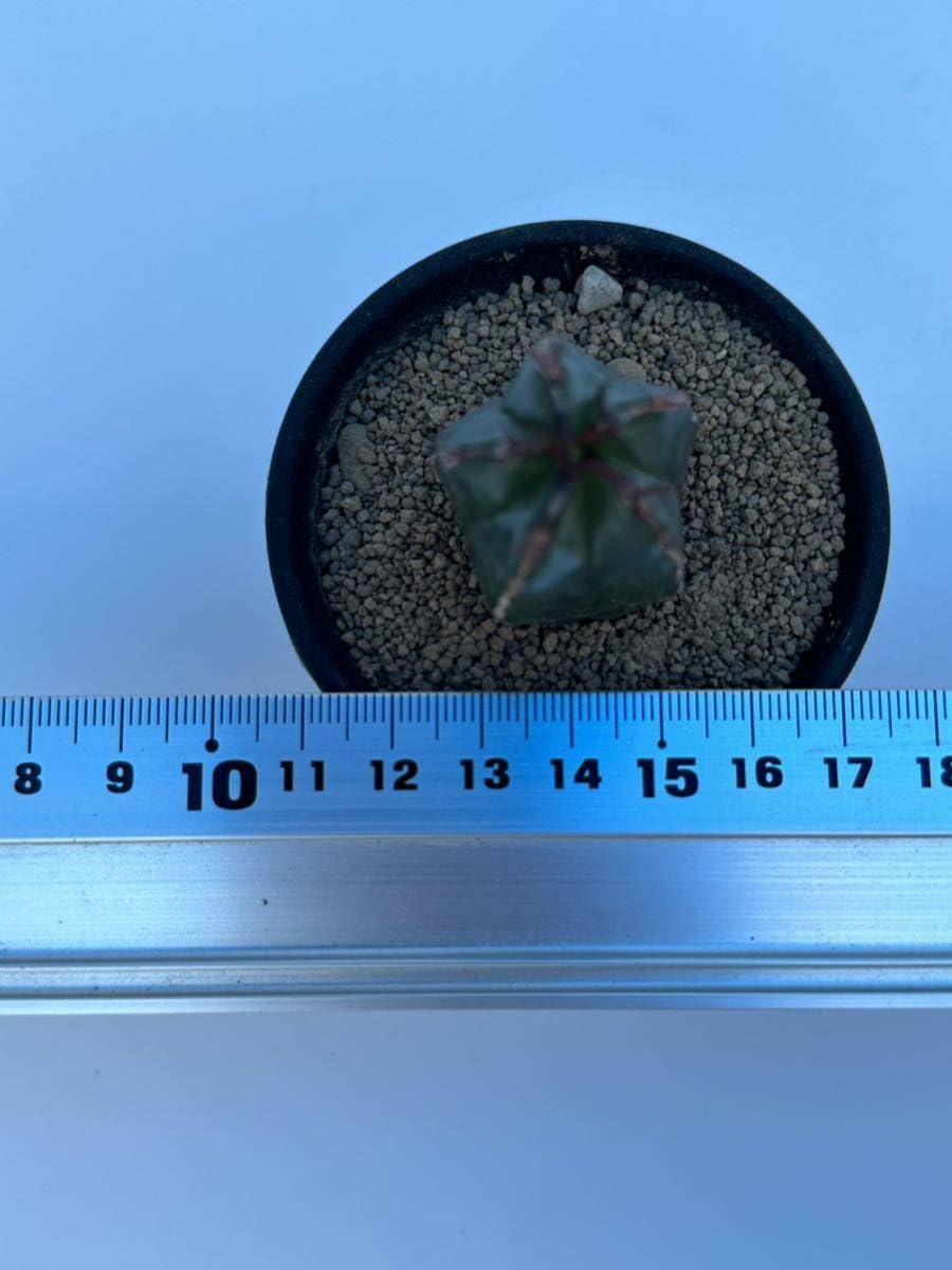 Amazon.co.jp: ユーフォルビア ハンディエンシス Euphorbia handiensis Amazon.co.jp: ユーフォルビア ハンディエンシス Euphorbia handiensis