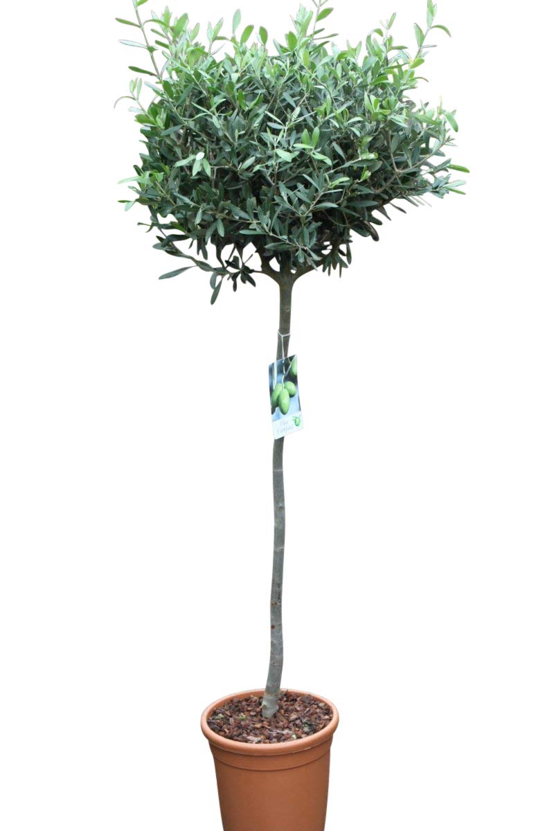 Olivenbaum - Halbstamm - Gut angewachsene Pflanzen. Tragen dieses Jahr  Oliven. : Amazon.de: Garten