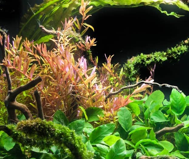 Rotala Red Rotundifolia (Rotala rotundifolia) Live Aquatic Plant Bunch