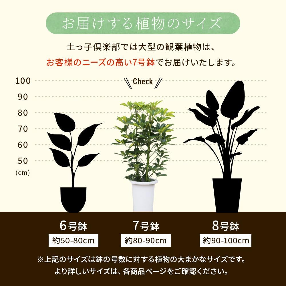 Amazon.co.jp: 土っ子倶楽部 斑入り ホンコン カポック （シェフレラ