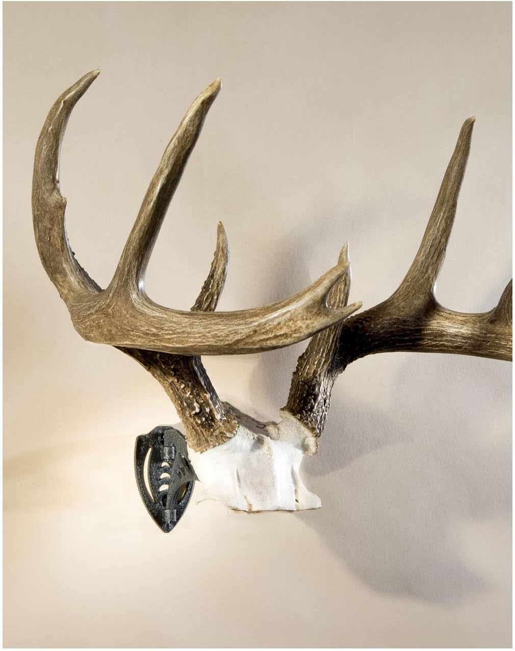 Skull Hooker Little Hooker European Trophy Mount – Graphite Black & Bone Bracket European Trophy Mount – Perfect Kit for Hanging and Mounting Capped Skulls for Display , Black