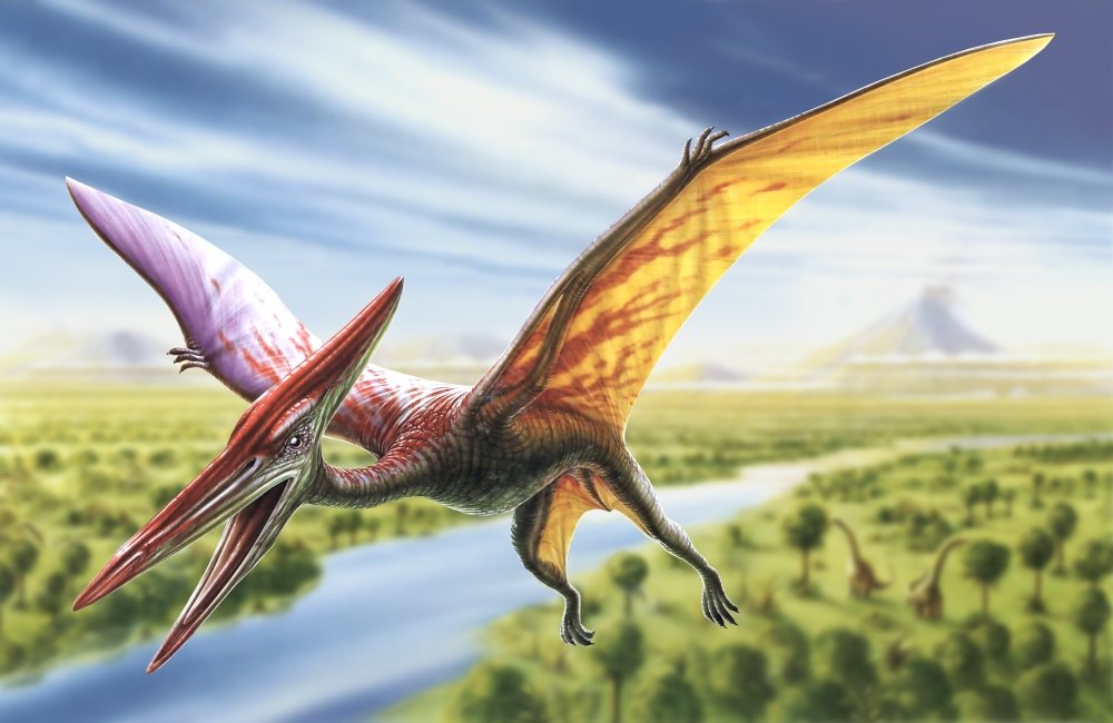 Amazon.co.jp: Pterodactylポスター印刷by Adrian Chesterman 18 x 9