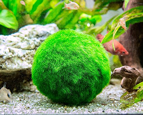 6 Marimo Moss Ball Variety Pack - 4 Different Sizes of Premium Quality Marimo from Giant 2.25 Inch to Small 1 Inch - World's Easiest Live Aquarium Plant - Sustainably Harvested and All-Natural
