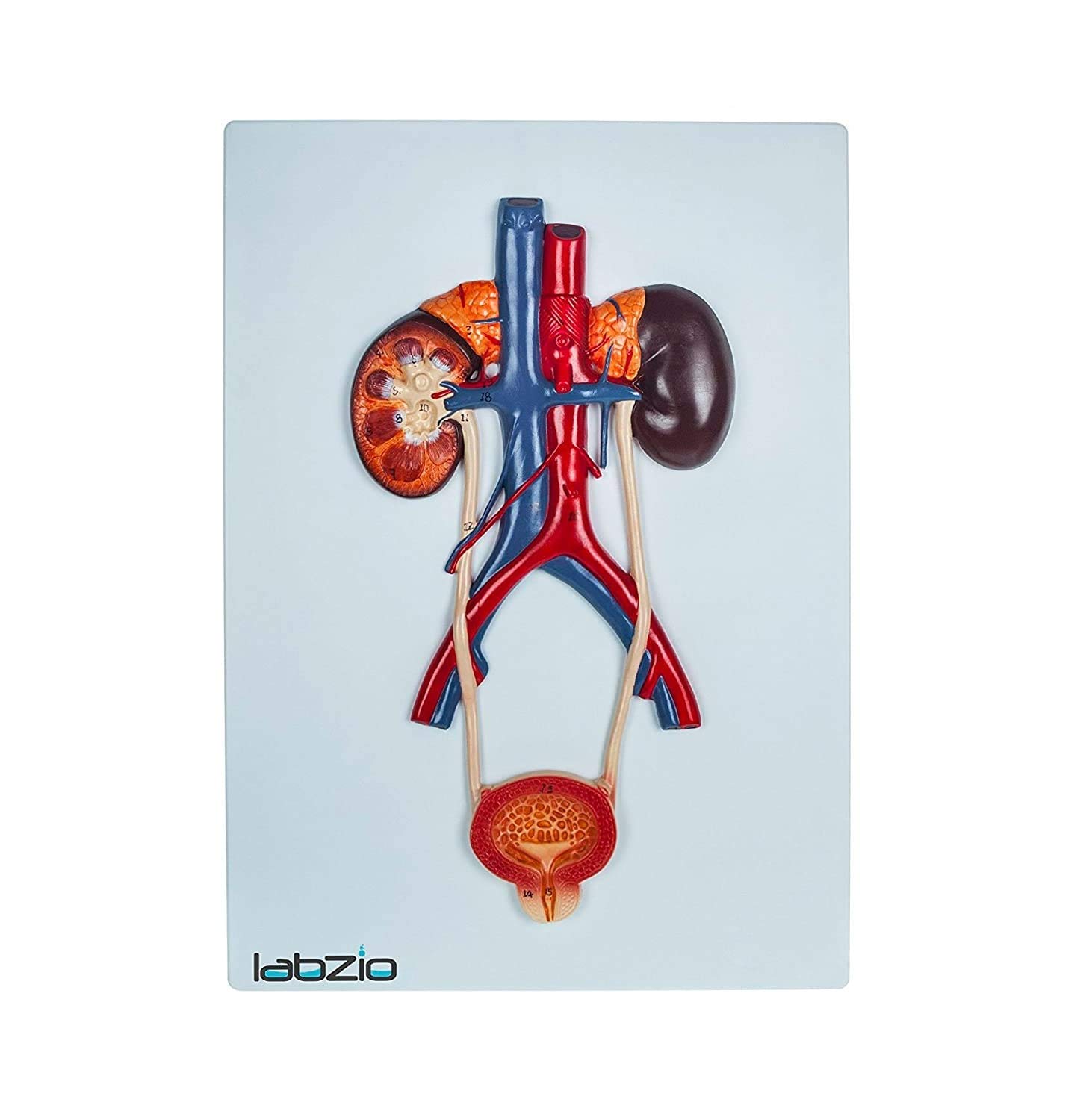 Anatomical Urinary System 3D Relief Model on Base - LABZIO by Eisco HQ Edition - Kidney, Adrenal Glands, Ureter & Bladder - Study Guide Included (B073WBSHPN) Amazon Price History, Amazon Price Tracker