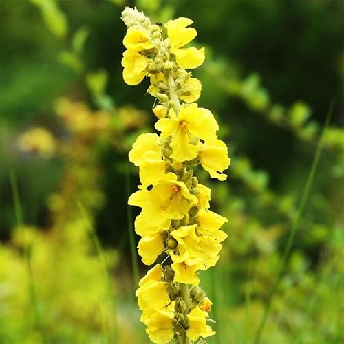 Miniatura 5 de Mullein Leaf Tea Bags Mullein Tea Bags Mullein Leaf Herbal Tea 4.23oz120g (3g × 40 Tea Bags)