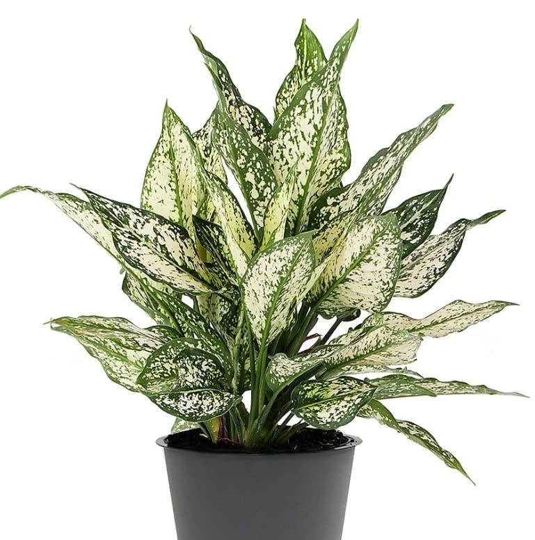 SNOW WHITE (Aglaonema snow white) live plant-image-19