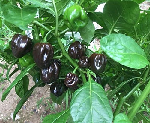 3 LIVE PLANTS, Chocolate Scotch Bonnet Pepper- (Capsicum chinense) Extreamely hott chilies