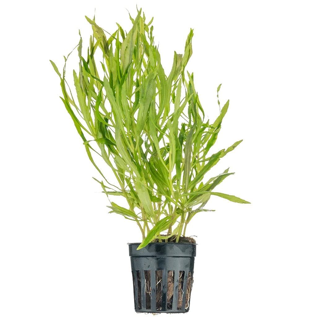 See full amazon price history chart for Pogostemon Octopus Aquarium Plant Pot,Green(AQA-PLT-POGO-OCTO-POT) Pogostemon Octopus Aquarium Plant Pot,Green(AQA-PLT-POGO-OCTO-POT) (B099S6LL7X) Amazon Price History, Amazon Price Tracker