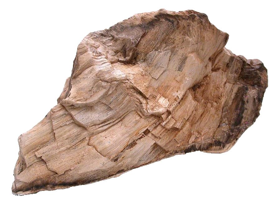 10 Lb 11.6 Oz 11 1/2 Inch Goose Creek Nevada Petrified Fossil Wood Specimen SR1