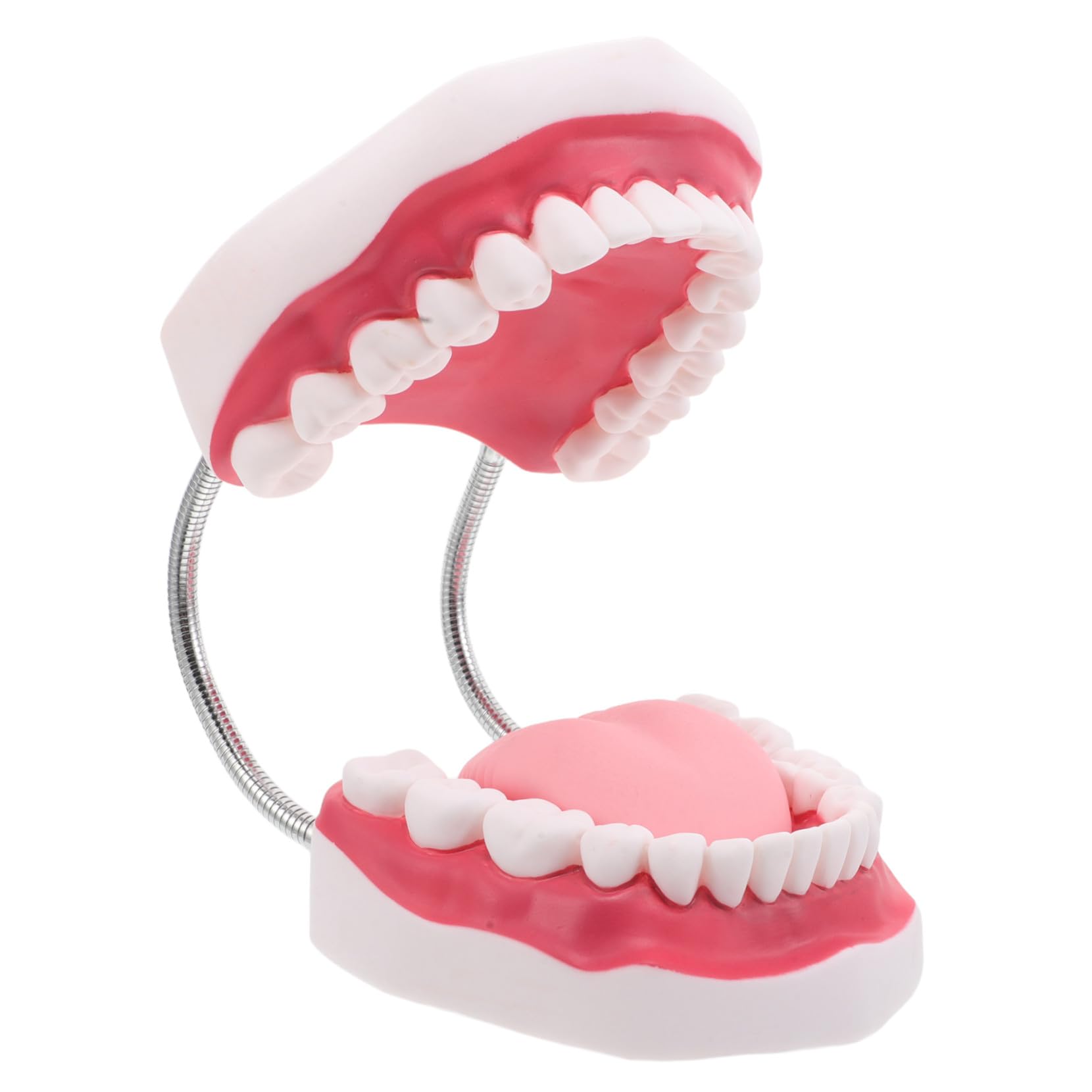 Modello Di Protesi Dentaria Ortodontica Modelli Di Denti Per Istruzione Denti e Bocca Finti Realistici Per Pratica Odontoiatrica e Preparazione All Esame Dentistico