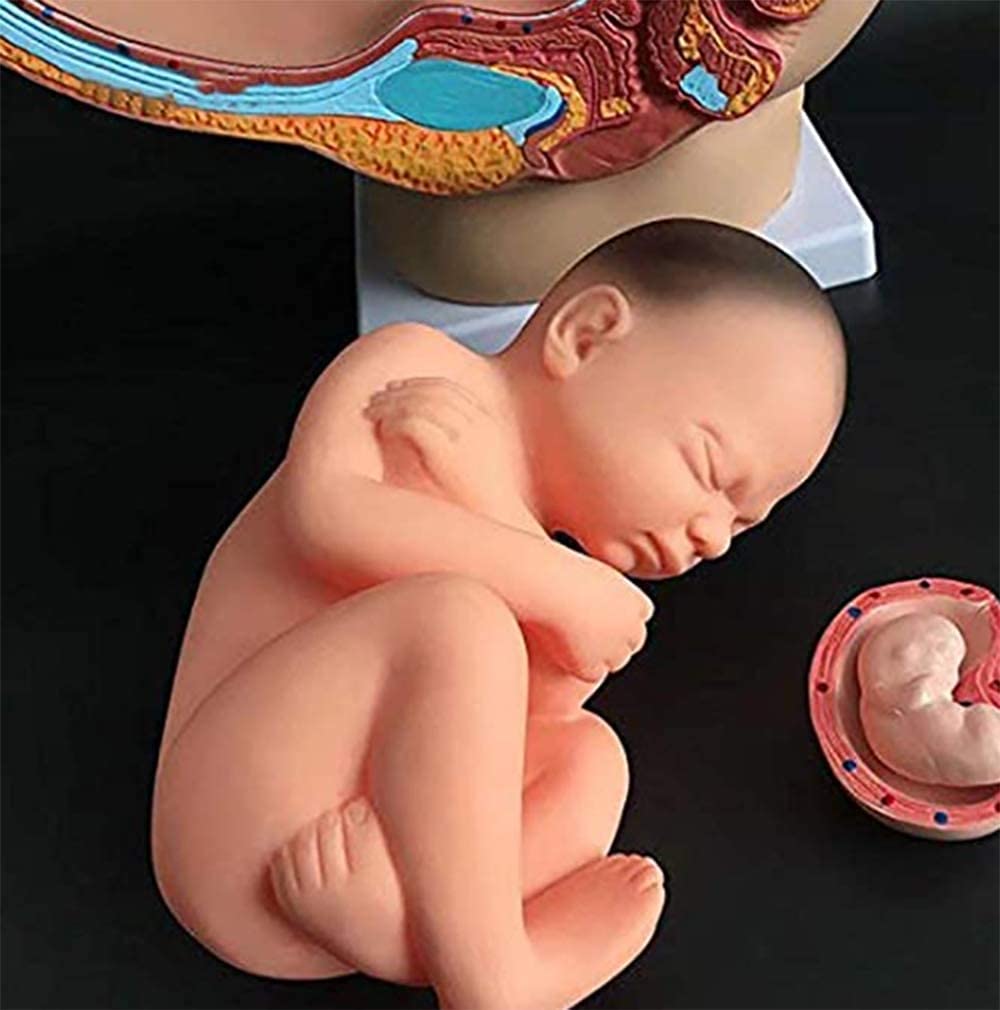 4 Parti Femminili Umani Sezione pelvica Gravidanza Modello anatomico Gravidanza Gravidanza 9 Mesi Modello Modello Rimovibile Organs Incinta rumorosità Umana pelvi