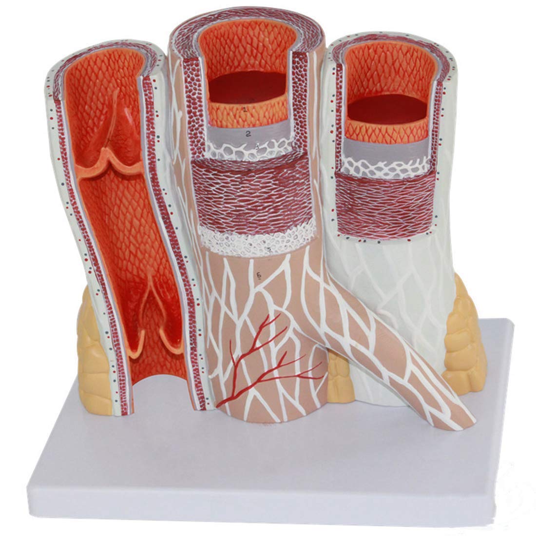 Buy Professional Educational Model Artery And Vein Anatomical