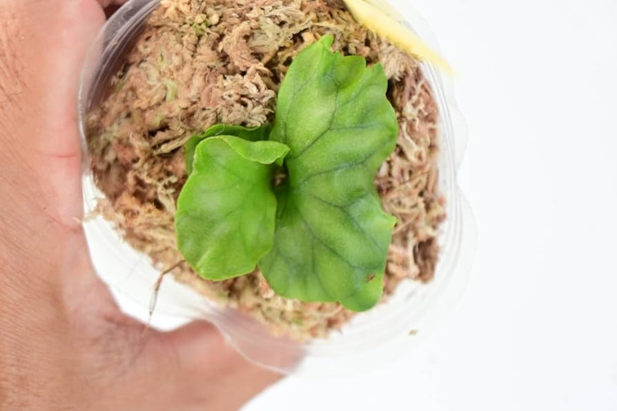 P.wandae dwarf ワンダエドワーフ　ワンドワ Platycerium Wandae Dwarf (TC) / ワンダエドワーフ コルク付け