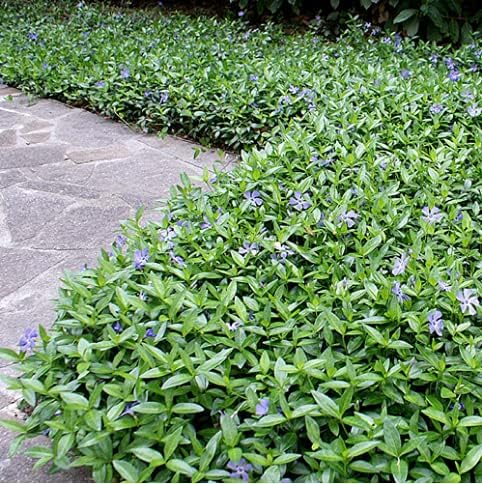 Miniatura 5 de 50 plantas Vinca Minor Plantas de cobertura del suelo Bígaro Vinca - Cubierta vegetal resistente Plantas de bígaro rastrero viven no semillas