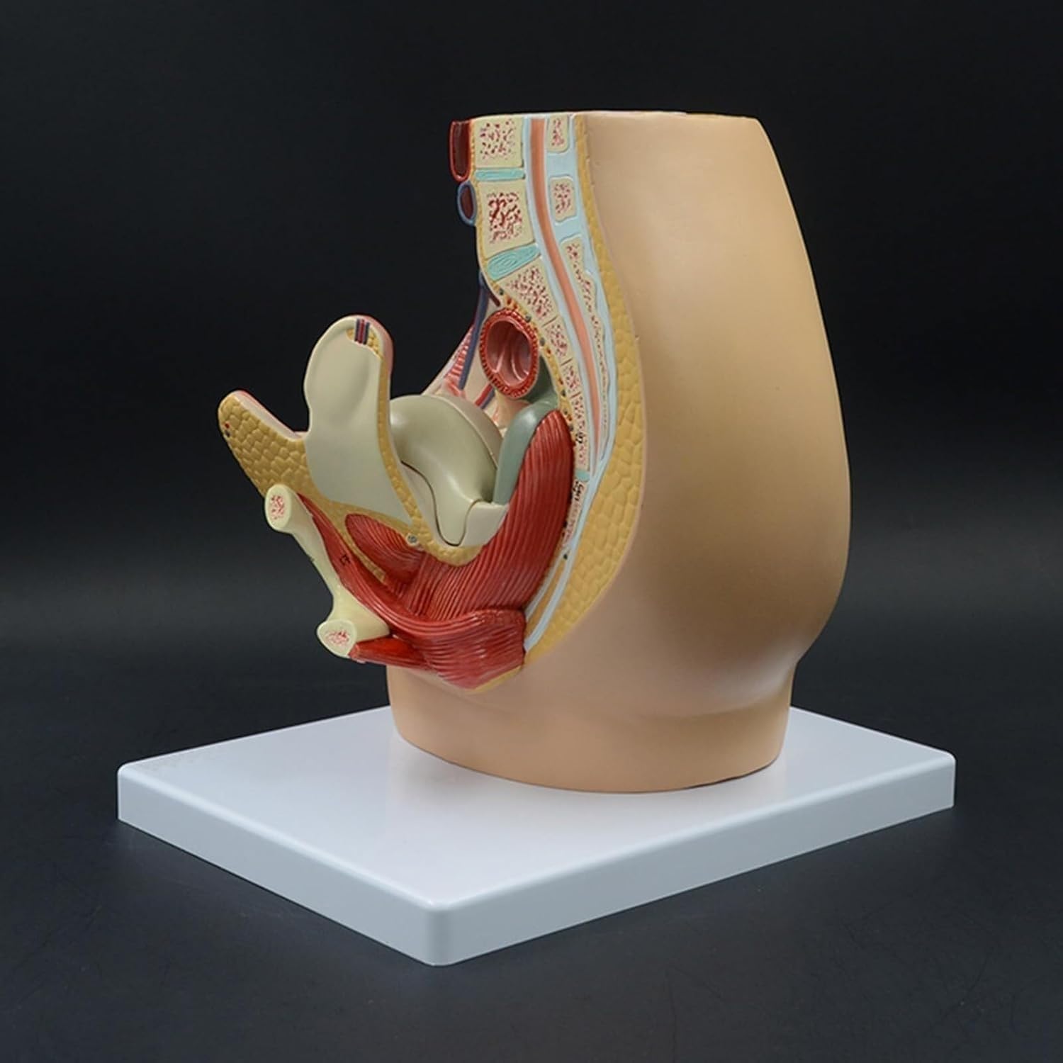 1 szt. Model anatomii strzałkowej miednicy dorosłej kobiety – szczegółowy układ rozrodczy z cyfrowym identyfikatorem do celów edukacji w zakresie opieki zdrowotnej i zajęć lekcyjnych