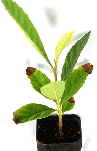 Miniatura 2 de Árbol de níspero dulce amarillo ciruela, enchufe para plantas de 4 a 7 pulgadas de alto, fácil de cultivar, cultivado a partir de semillas de 7 a 12