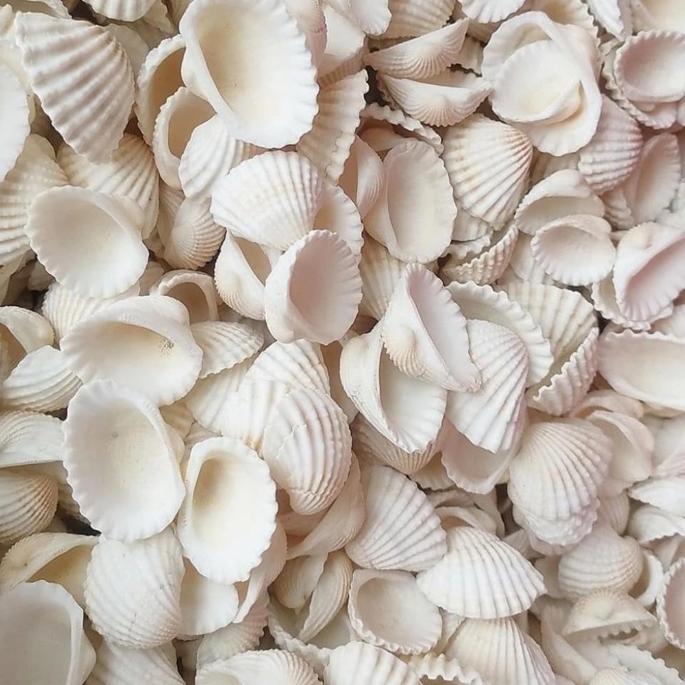Białe muszle do majsterkowania, 280g, 20-35 mm, krążki muszli, wypełnianie wazonów, muszle, białe, nadają się na imprezy plażowe, dekoracje ślubne, akwaria i do produkcji biżuterii