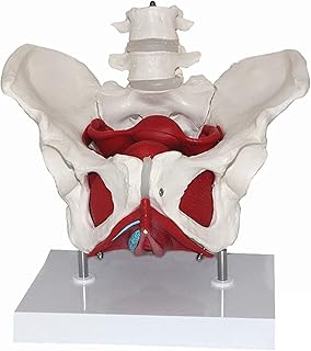 Organ Model Anatomy Model of Female Pelvis| Anatomical Model | Female Pelvis Skeletal Model | Pelvic Floor Muscles and Reproductive Organs | Removable Organs Include Uterus