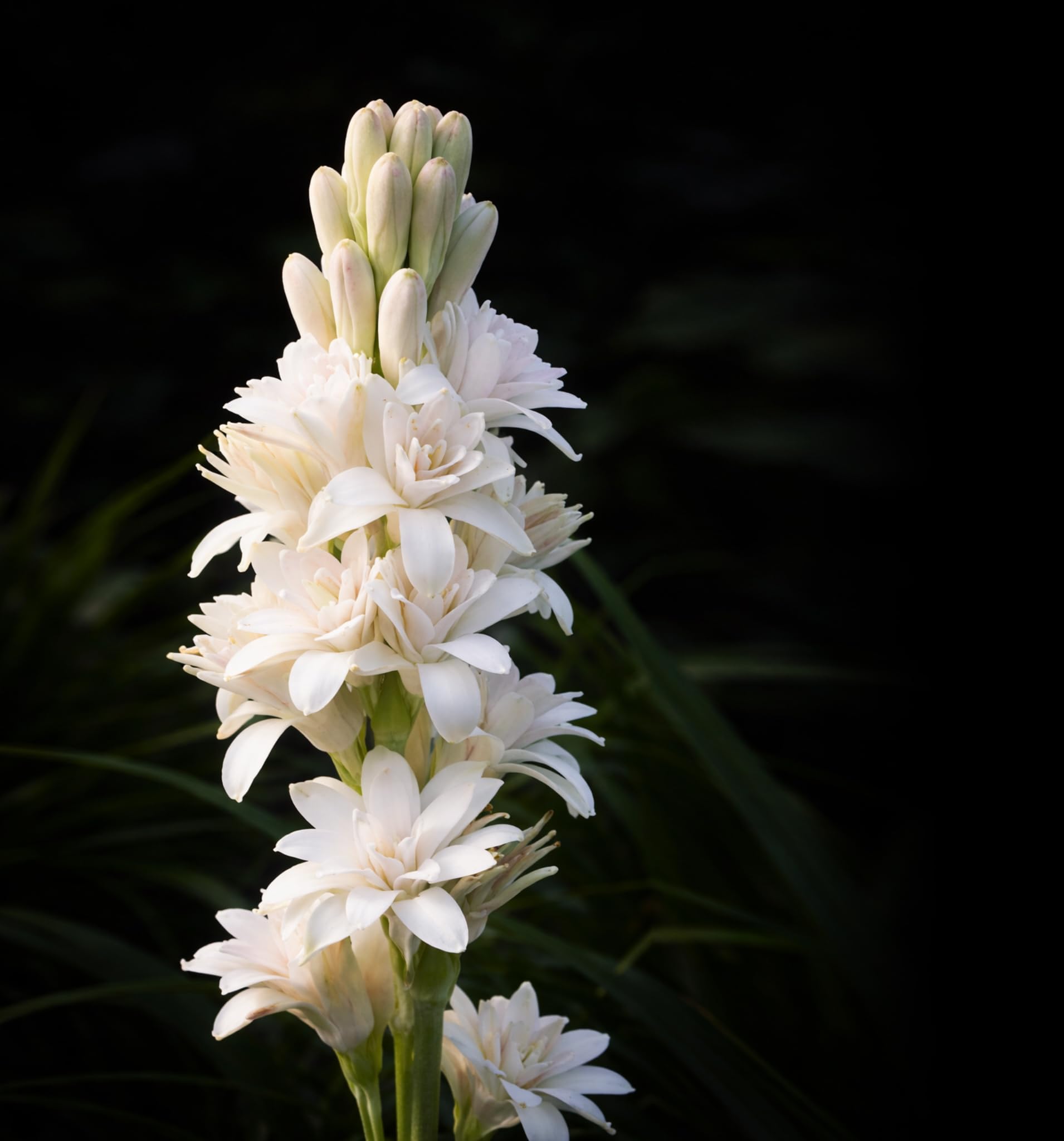 1 Polianthes Tuberosa The Pearl Bulb – Fragrant White Tuberose Bulb Sweet Scent Summer Blooming Plants Perennial Garden for Cut Flowers Outdoor Borders Containers Patio Wedding