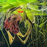 byMazy Betta Play Ground | Floating Hammock and Hiding Cave for Betta, Fish, Shrimp with Feeding Station – Swim-Through Aquarium Ornament and Tank Decoration (Bronze, Regular) - Image 7