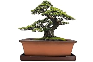 MUZHI Bonsai Zen Garden Ceramic Bonsai Pots 8.5 Inch with Tray