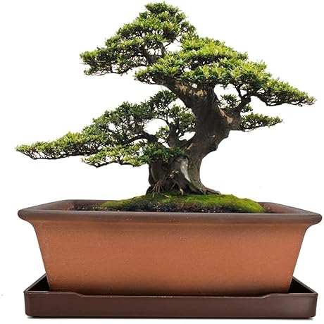 MUZHI Bonsai Zen Garden Ceramic Bonsai Pots 8.5 Inch with Tray