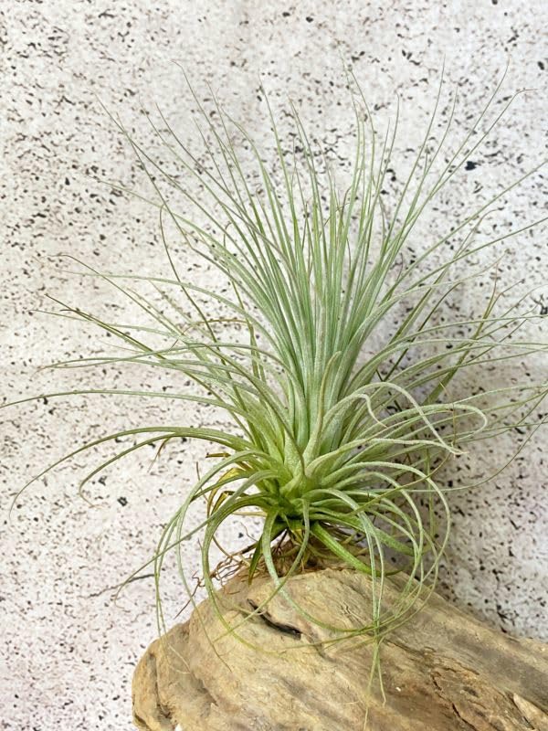 Amazon.co.jp: Frontier Plants現品チランジア マリー T. malyi エアー