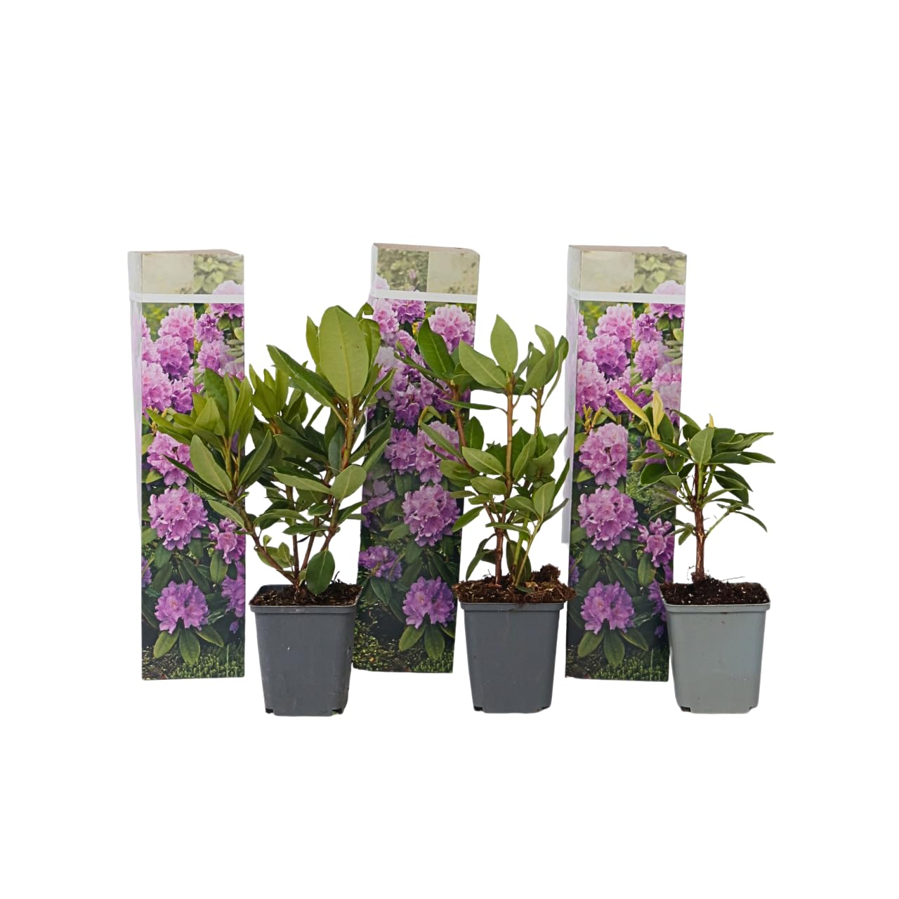 Plant in a Box - Rhododendron 'Catawbiense' - Lila - Gartenpflanzen -  Winterhart - Set von 3 - Lila Rhododendron - Strauch - Topf 9cm - Hhe  25-40cm : Amazon.de: Garten