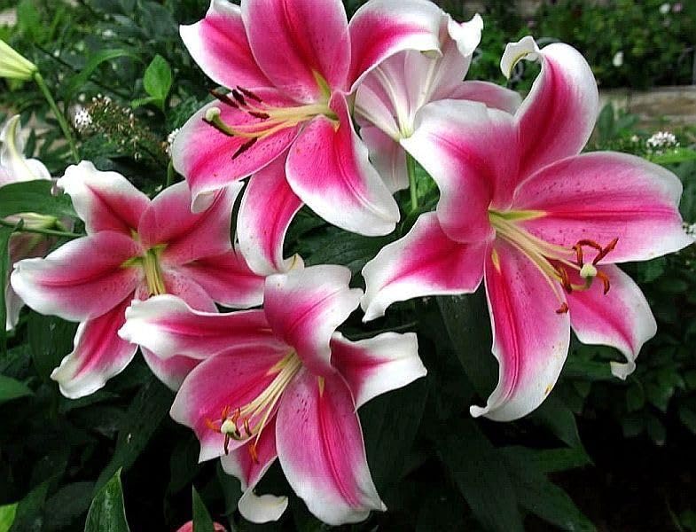 Radha Krishna Agriculture® Lillum Asiatic Lily Flower Bulbs for Your Home and Gardening Pack Of 2 Bulbs (WHITISH PINK)