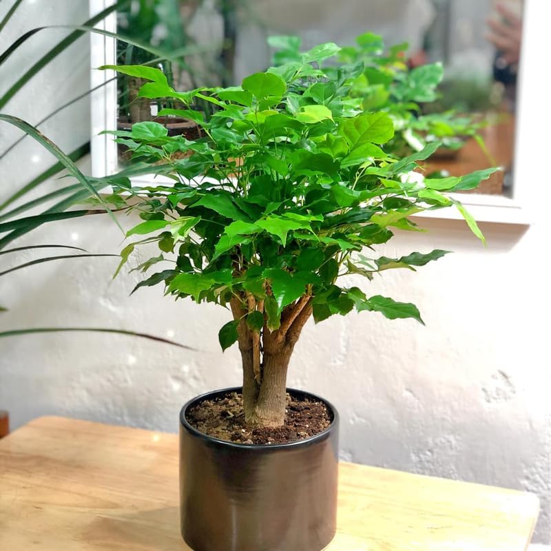 AVERAR Doll Plants Indoor Trees, Foliage in 4 Inch Pot, Starter Plant for Houseplant Indoor Garden