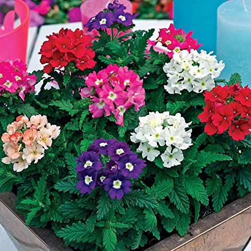 Image of Verbena Flower Seeds - Easy to Grow, Vibrant Long-Blooming Annual Flowers for Garden, Patio, and Containers - Attracts Butterflies & Pollinators(Pack Of 50+ Seed)