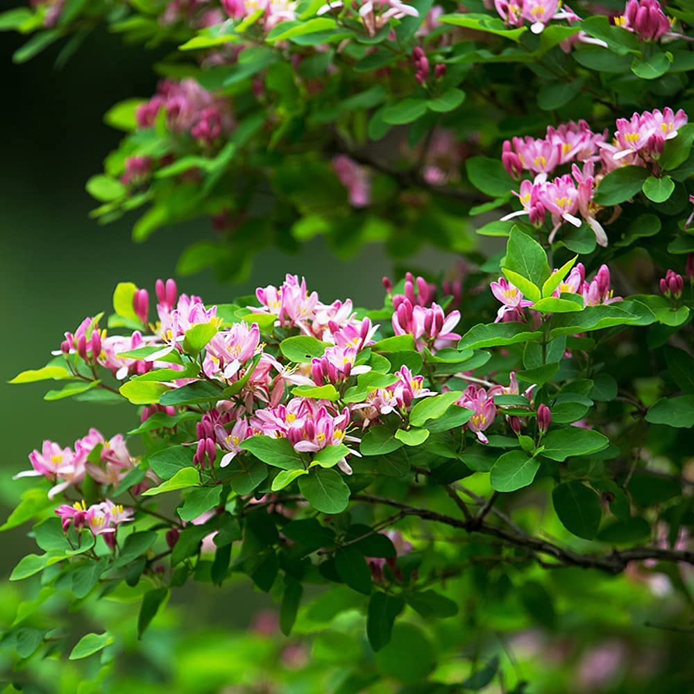 20pcs Pink Bright Exotic Honeysuckle Seeds Rich Colors Unique Flower Shapes Ideal Garden Varieties for Landscaping Potted Design