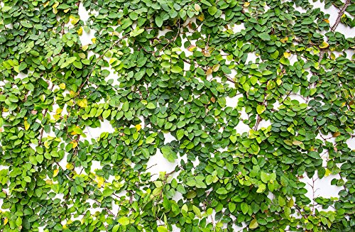 Ficus Pumila 10 Seeds, Creeping Fig, Climbing Fig