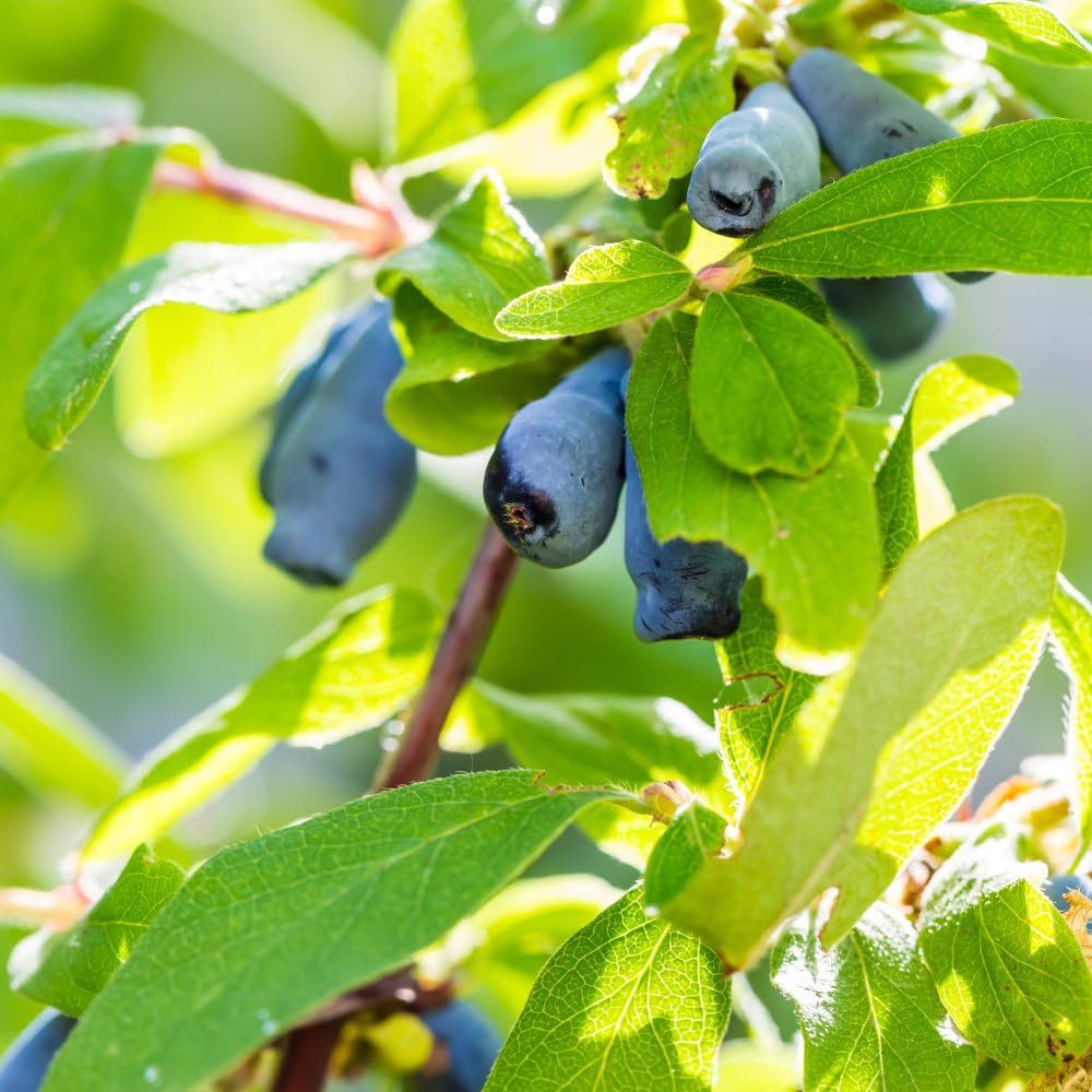 Thompson & Morgan Hardy Perennial Honeyberry βMyberry Beeβ Lonicera, Deciduous Flowering Shrub, Potted Garden Plants Ideal for Cottage Gardens, Patio and Containers (1 x 3.6 Litre Pot)