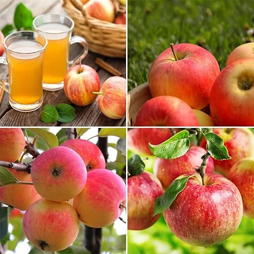 Semillas de frutas para plantar - Semillas de frutas de jardín (manzana - 20 semillas)