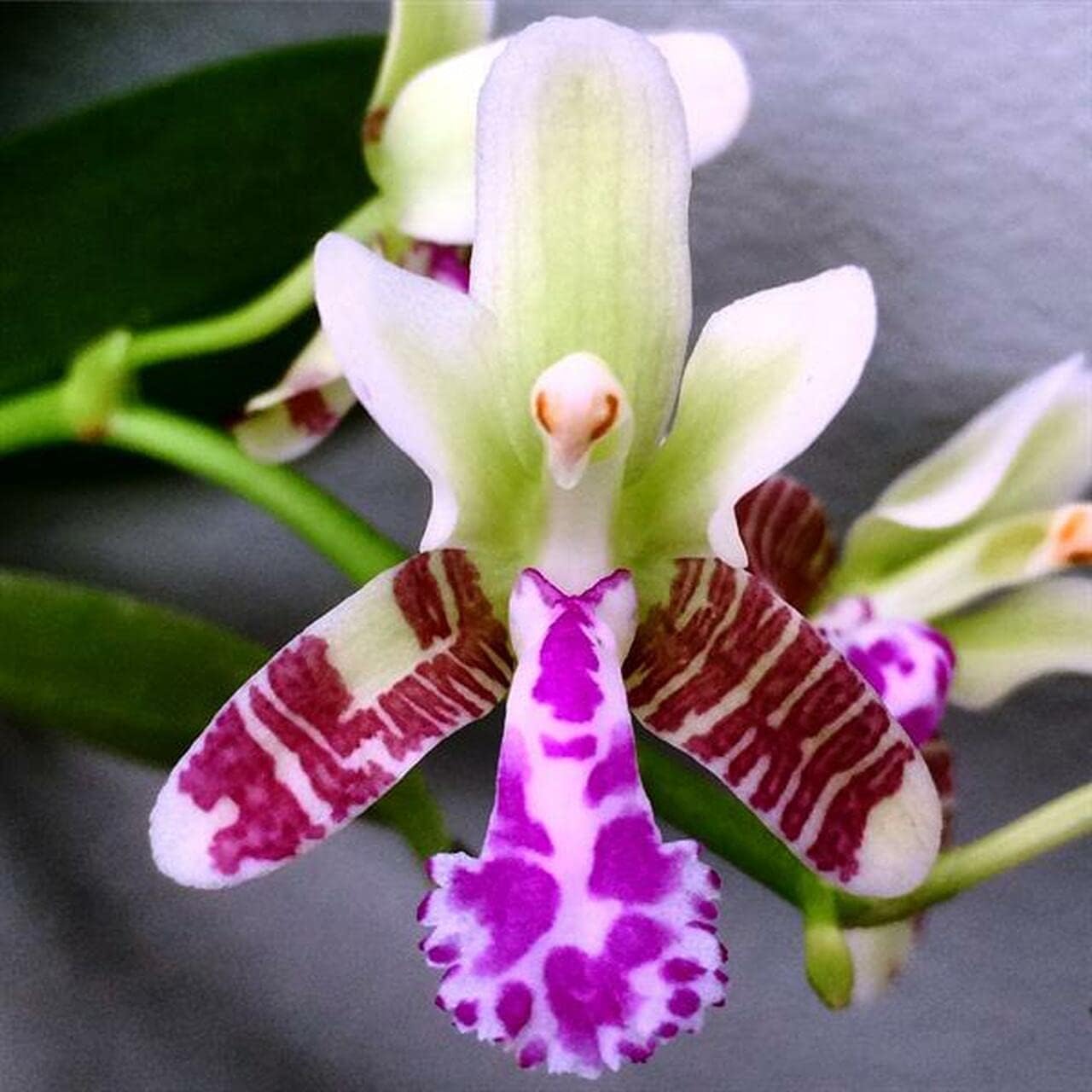 Japonica Orchid live plant with pot by EvergreenPlants (Pink)